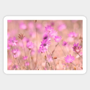 Wild pink meadow flowers II, nature photography Sticker